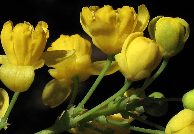 Detailed Picture 2 of Berberis pinnata ssp. pinnata