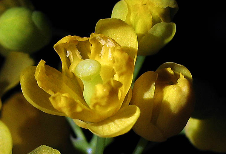 Detailed Picture 1 of Berberis pinnata ssp. pinnata