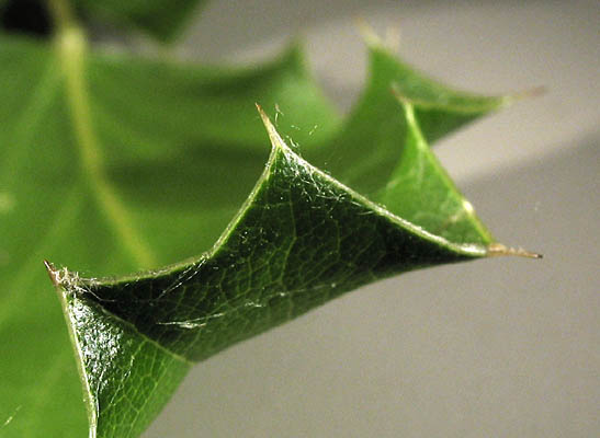 Detailed Picture 8 of Berberis pinnata ssp. pinnata