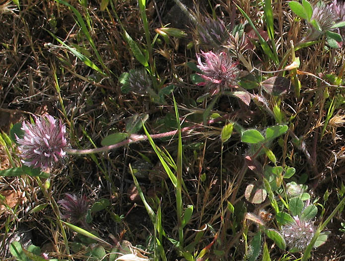 Detailed Picture 7 of Trifolium hirtum
