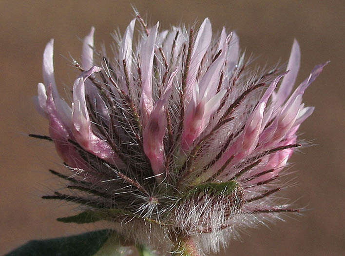 Detailed Picture 1 of Trifolium hirtum