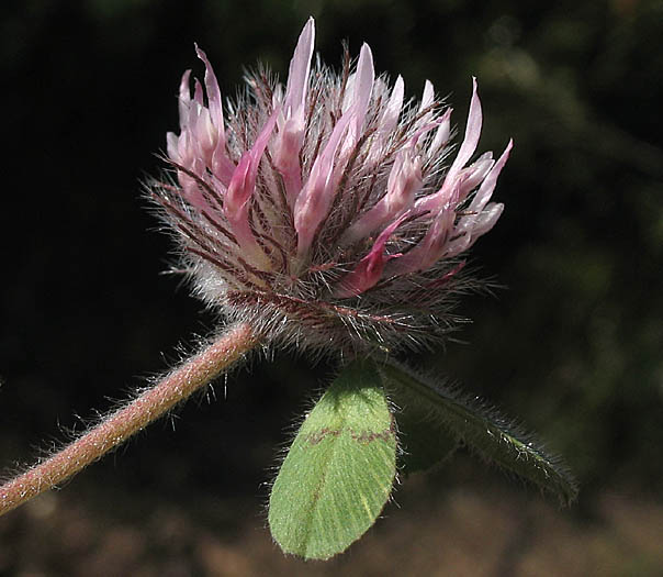 Detailed Picture 2 of Trifolium hirtum