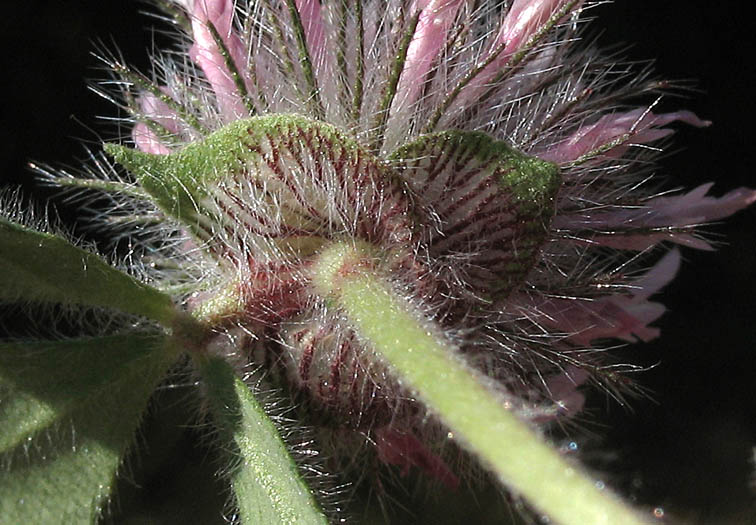 Detailed Picture 5 of Trifolium hirtum