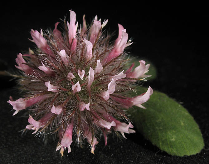Detailed Picture 3 of Trifolium hirtum