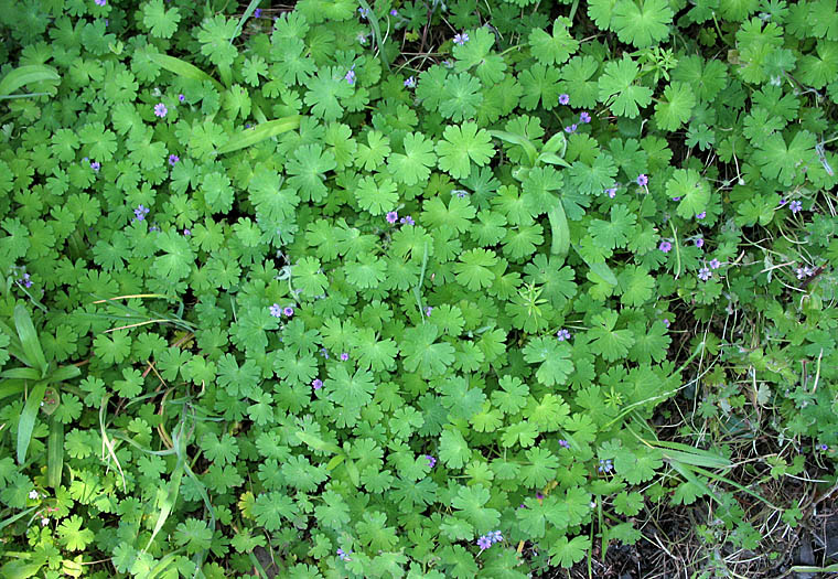 Detailed Picture 5 of Geranium molle