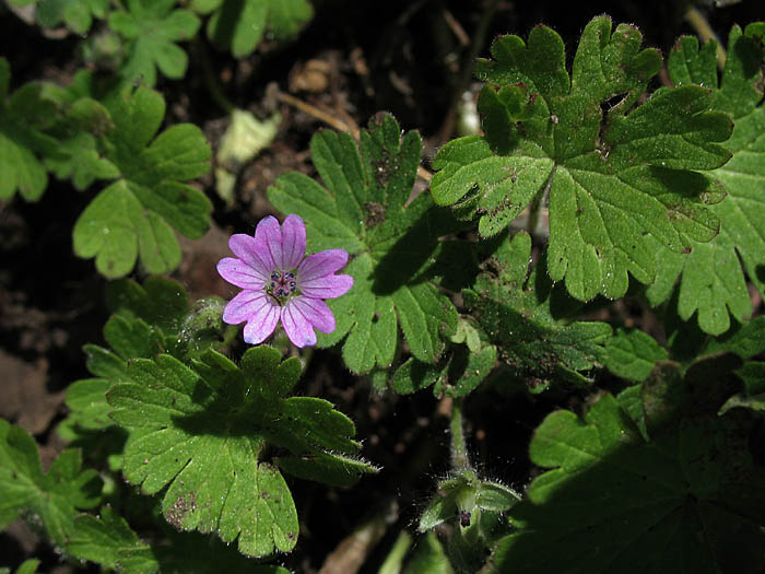 Detailed Picture 4 of Geranium molle