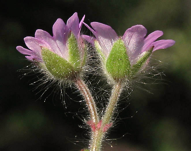 Detailed Picture 3 of Geranium molle