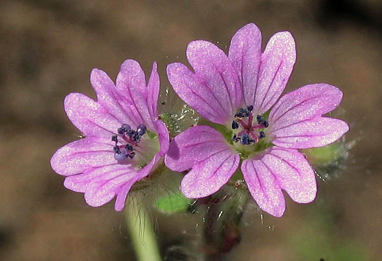 Detailed Picture 1 of Geranium molle