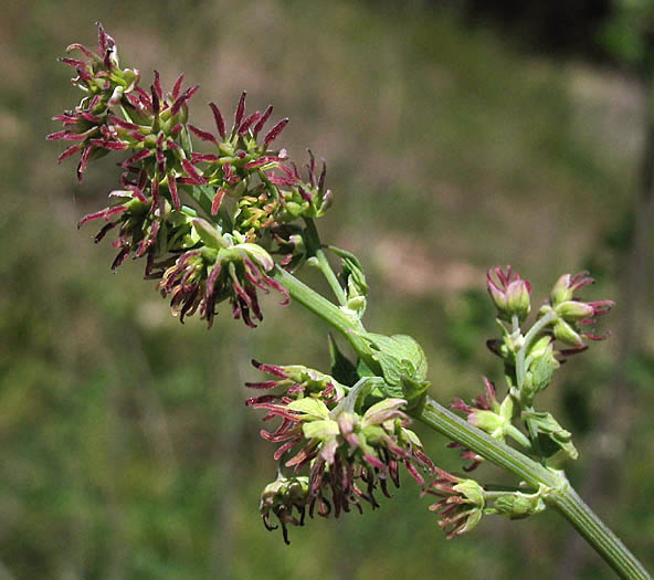 Detailed Picture 3 of Thalictrum fendleri var. polycarpum