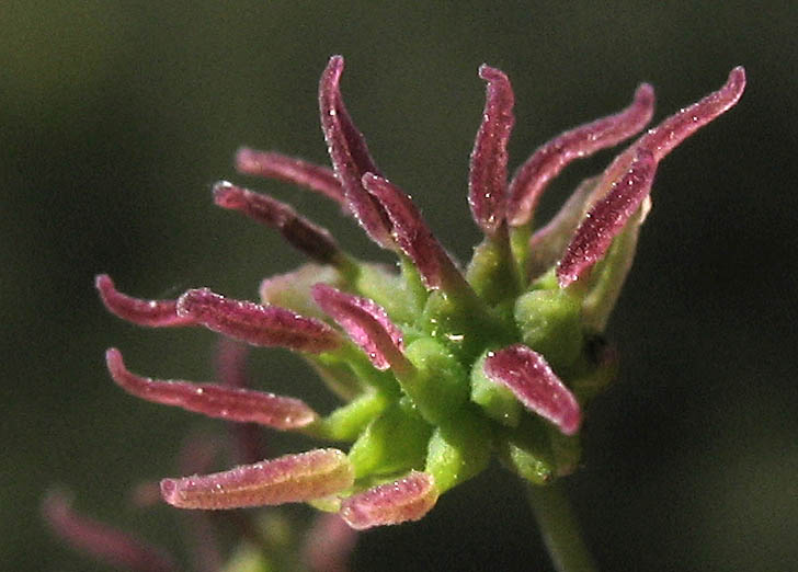 Detailed Picture 2 of Thalictrum fendleri var. polycarpum