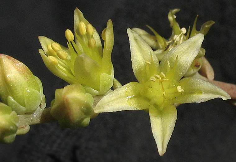 Detailed Picture 1 of Dudleya multicaulis