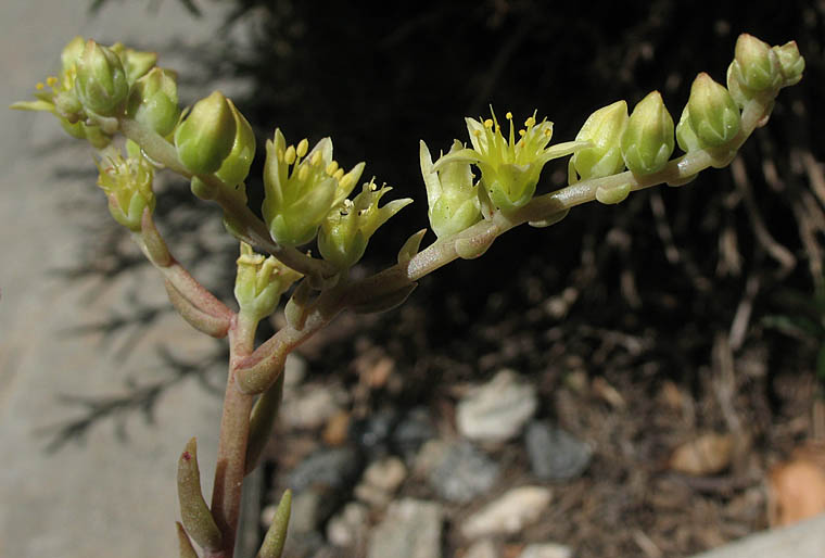 Detailed Picture 2 of Dudleya multicaulis