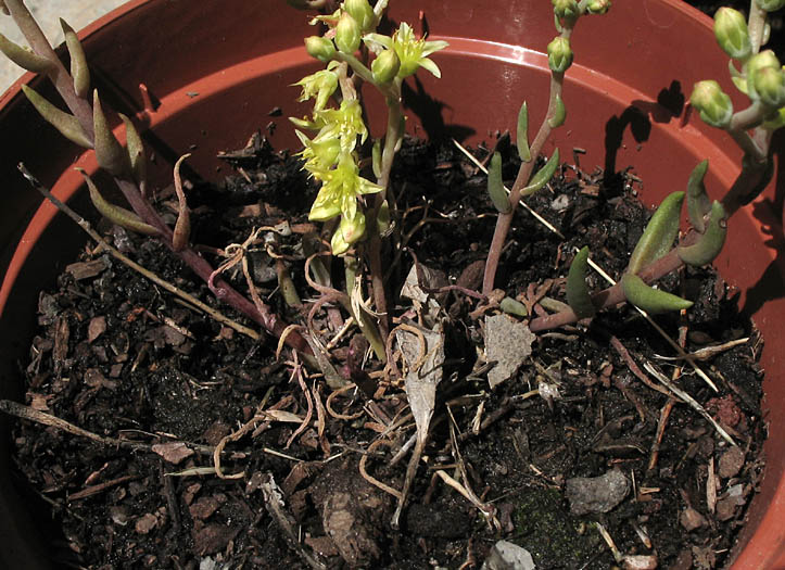 Detailed Picture 3 of Dudleya multicaulis