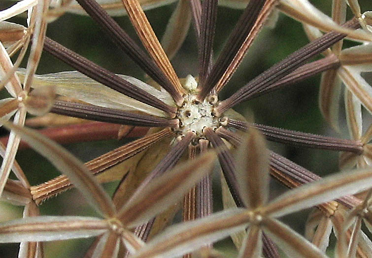 Detailed Picture 9 of Stebbinsoseris heterocarpa