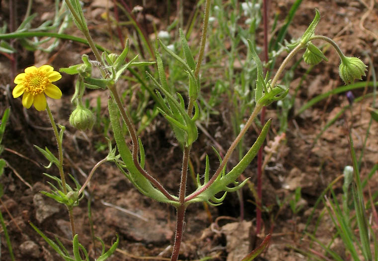 Detailed Picture 7 of Lasthenia coronaria