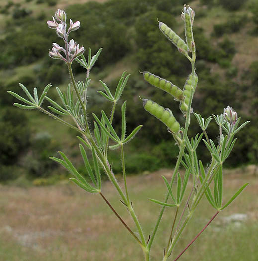 Detailed Picture 6 of Lupinus bicolor