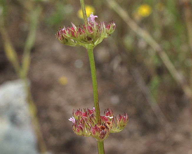 Detailed Picture 7 of Plectritis ciliosa