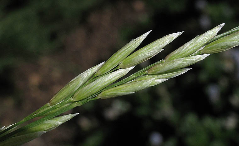 Detailed Picture 2 of Melica californica