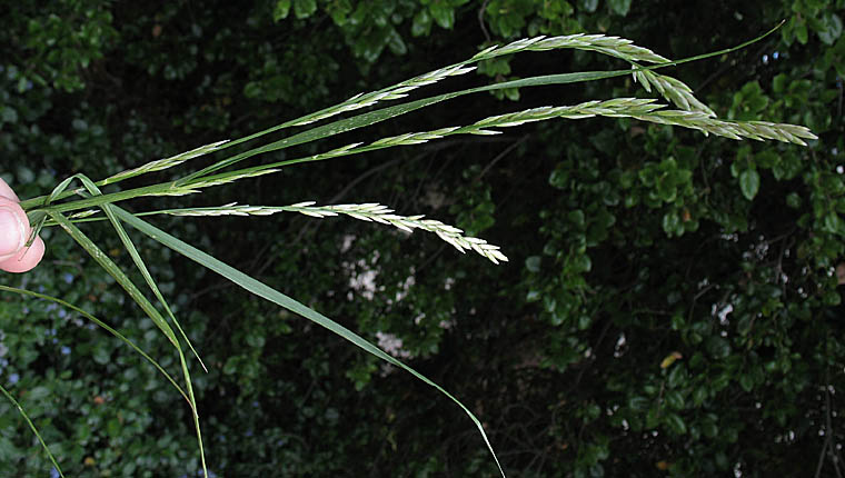 Detailed Picture 1 of Melica californica