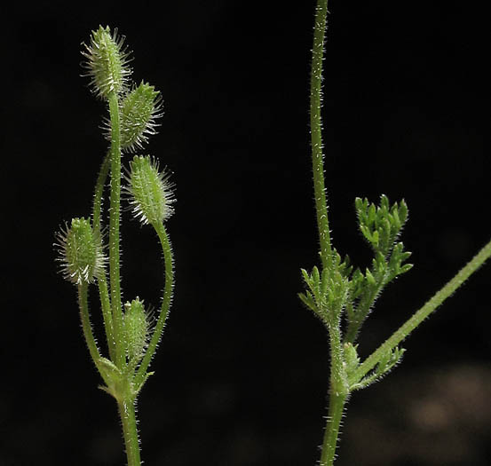 Detailed Picture 5 of Yabea microcarpa