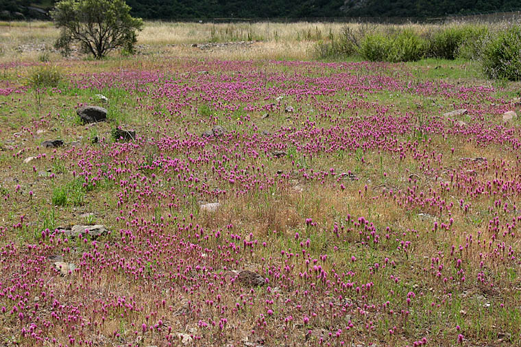 Detailed Picture 6 of Castilleja exserta ssp. exserta