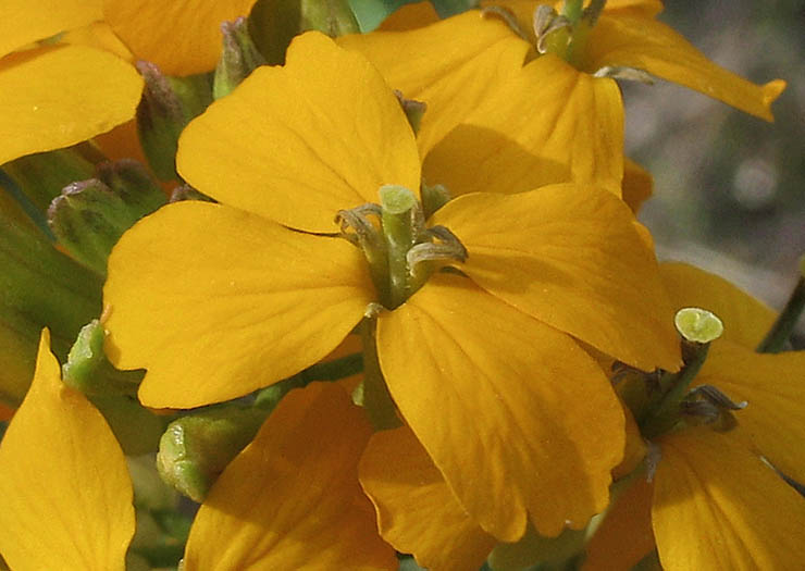 Detailed Picture 1 of Erysimum capitatum var. capitatum