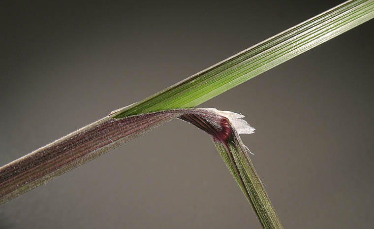 Detailed Picture 6 of Melica californica