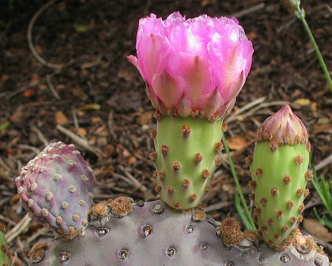 Detailed Picture 2 of Opuntia basilaris var. basilaris