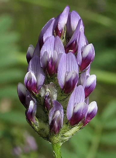 Detailed Picture 2 of Astragalus didymocarpus var. didymocarpus