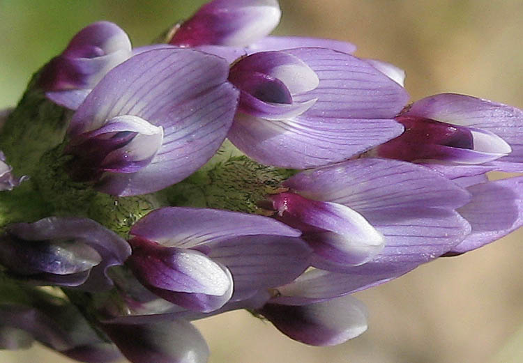 Detailed Picture 1 of Astragalus didymocarpus var. didymocarpus