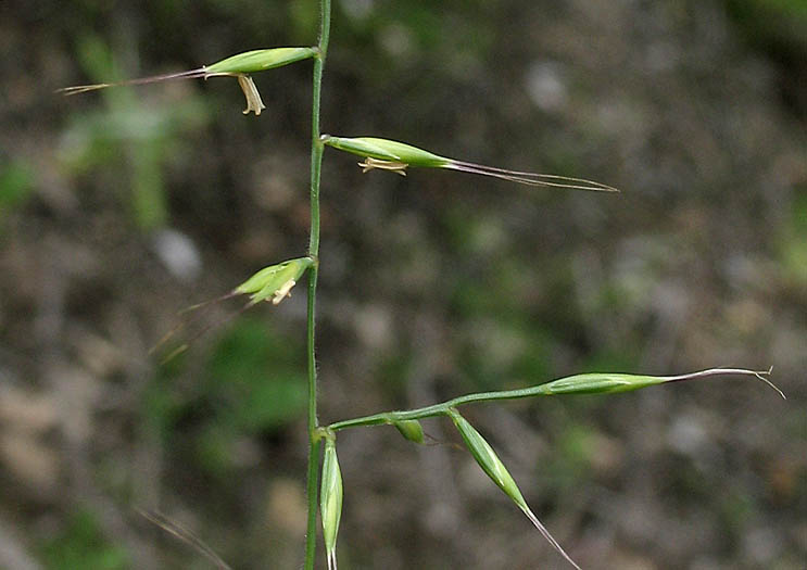 Detailed Picture 3 of Festuca microstachys