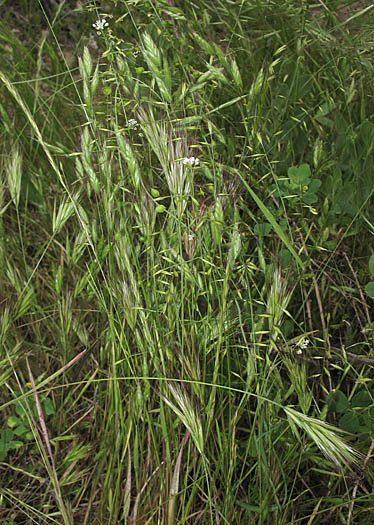 Detailed Picture 5 of Festuca microstachys