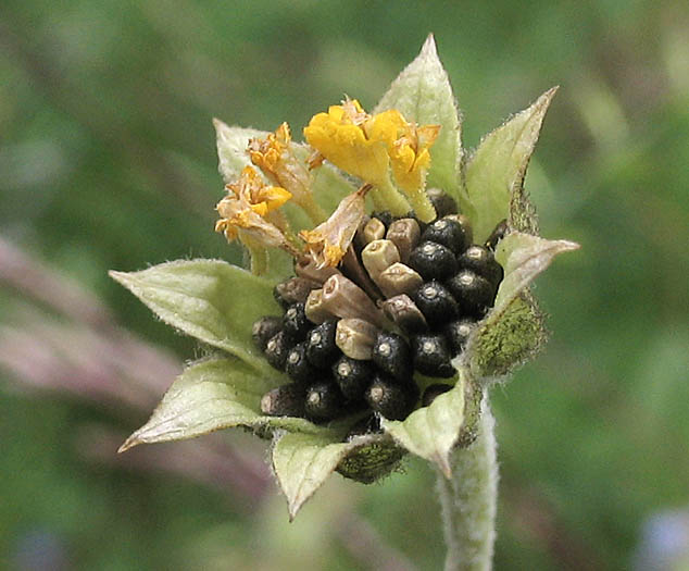 Detailed Picture 7 of Monolopia lanceolata