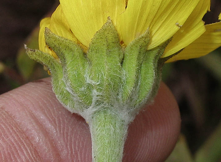 Detailed Picture 2 of Monolopia lanceolata