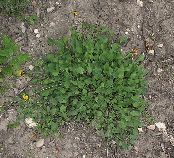 Detailed Picture 4 of Viola pedunculata