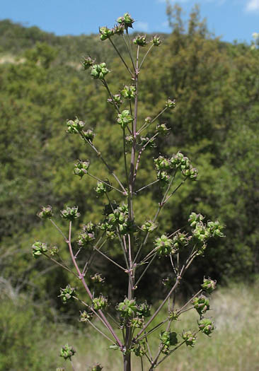 Detailed Picture 4 of Thalictrum fendleri var. polycarpum