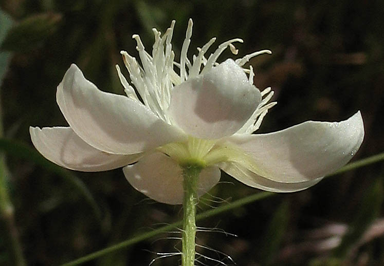 Detailed Picture 2 of Platystemon californicus