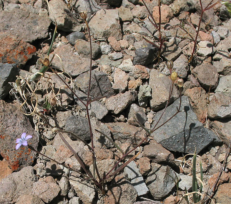 Detailed Picture 17 of Navarretia leptalea