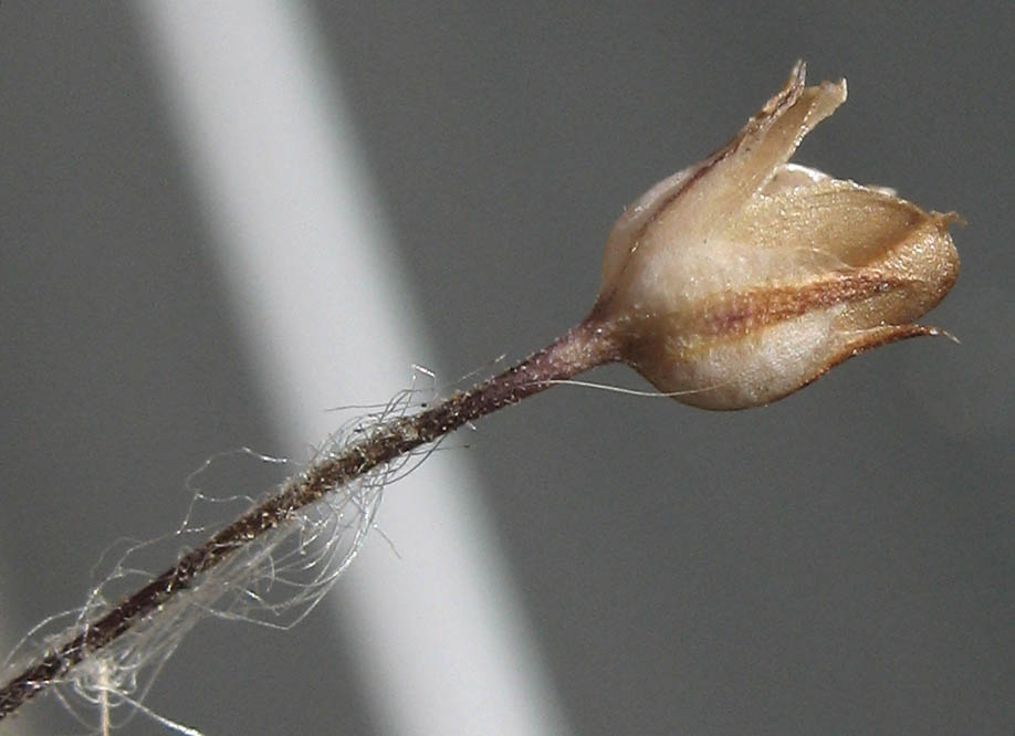 Detailed Picture 13 of Navarretia leptalea