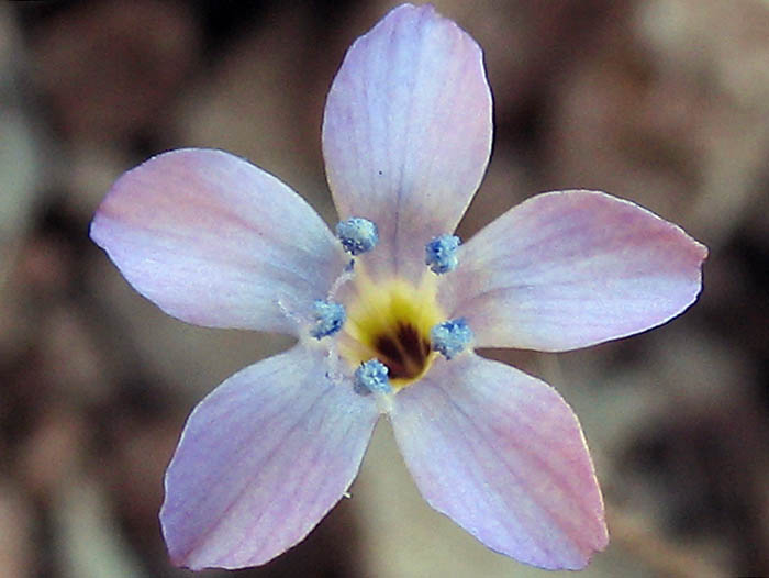 Detailed Picture 2 of Navarretia leptalea