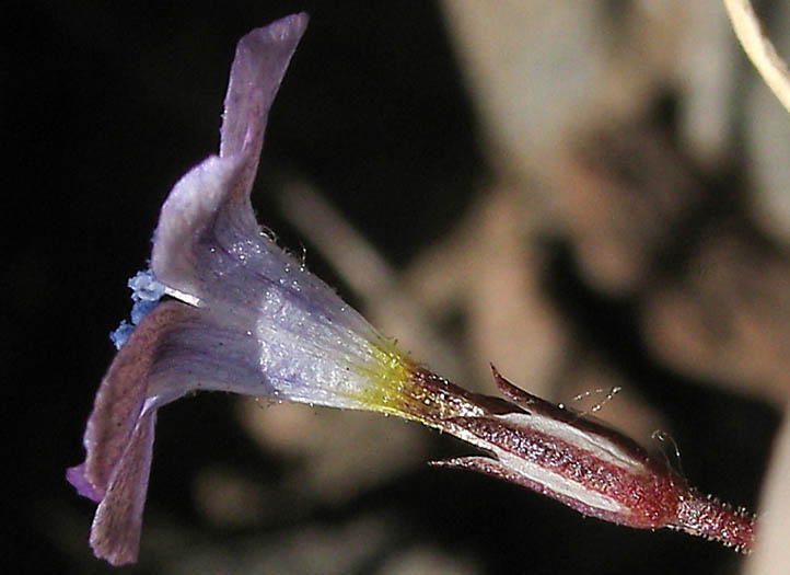 Detailed Picture 7 of Navarretia leptalea