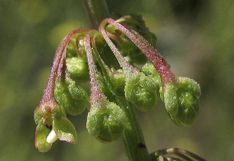 Detailed Picture 3 of Rumex crispus