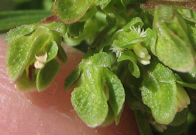 Detailed Picture 1 of Rumex crispus