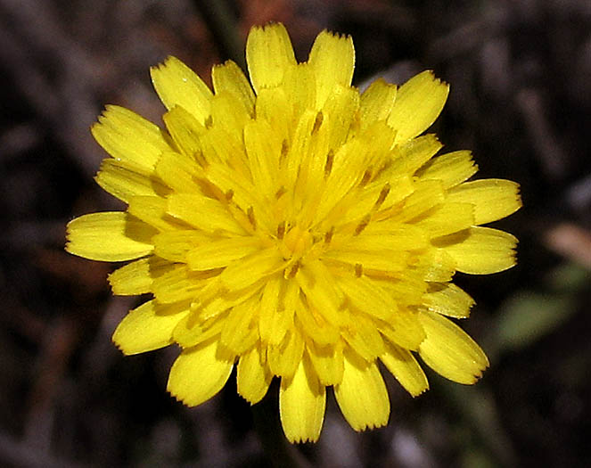 Detailed Picture 1 of Hypochaeris radicata