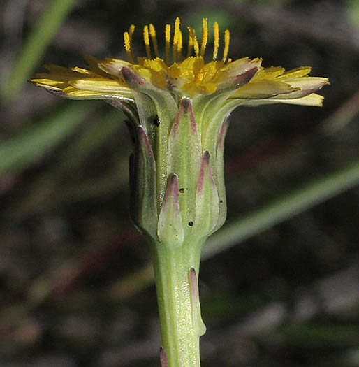 Detailed Picture 2 of Hypochaeris radicata