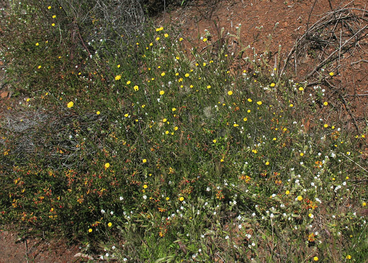 Detailed Picture 6 of Hypochaeris radicata