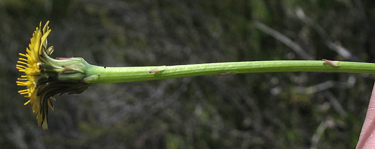 Detailed Picture 4 of Hypochaeris radicata