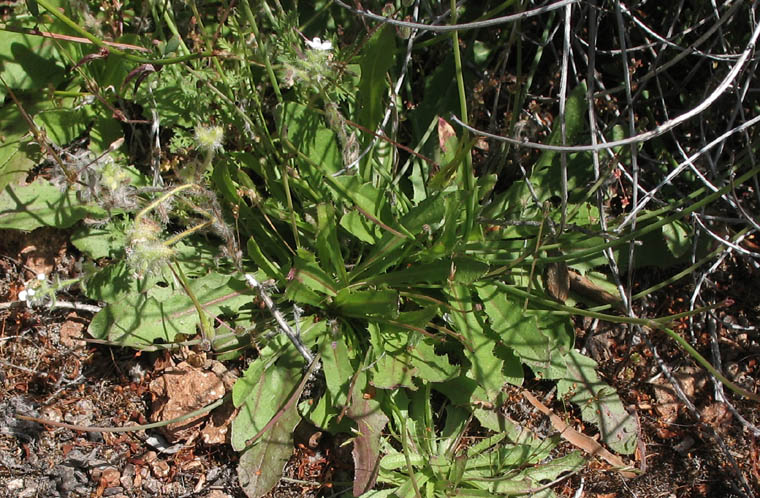 Detailed Picture 5 of Hypochaeris radicata