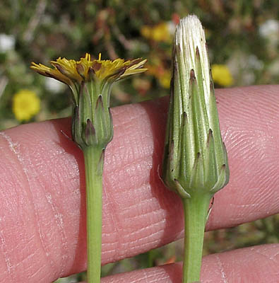 Detailed Picture 3 of Hypochaeris radicata