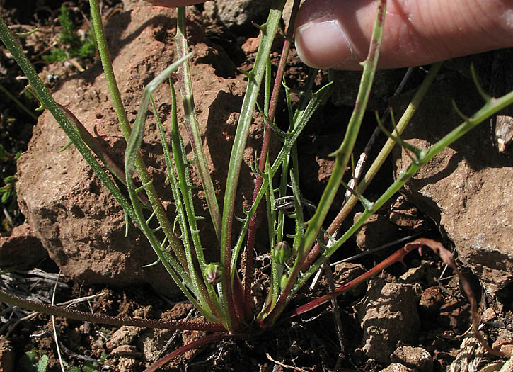 Detailed Picture 5 of Stebbinsoseris heterocarpa